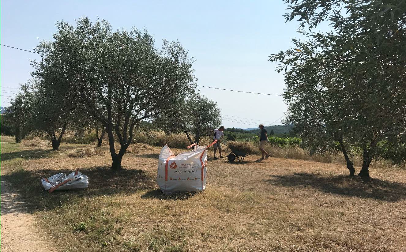 Olijfbomen in de gaard